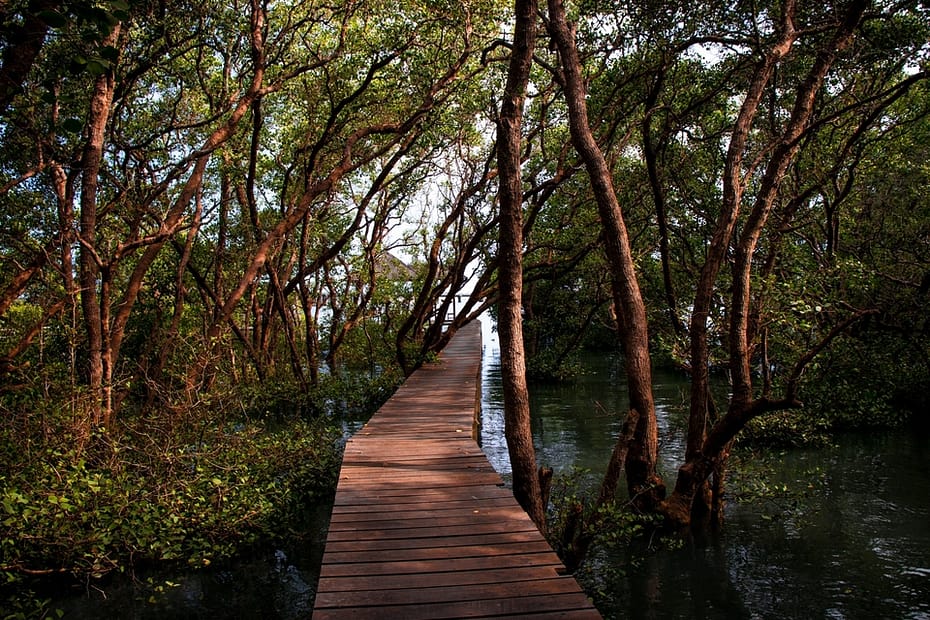 Ekowisata Mangrove Destinasi Wisata Hutan Bakau di Surabaya Terbaik